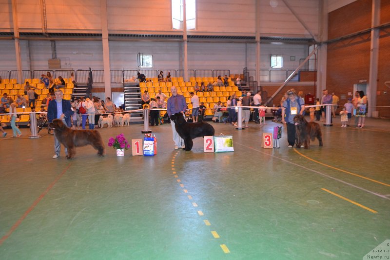 Фото: ньюфаундленд Aquatoriya Kelvin Reds Begin and Win (Акватория Келвин Редс Бегин энд Вин), ньюфаундленд Nazar Vyatskiy Medved (Назар Вятский Медведь), ньюфаундленд N'yufort YUnika (Ньюфорт Юника)