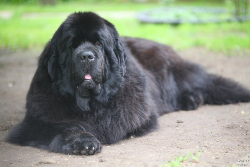 Фото: ньюфаундленд Cristalmar Cadeaux de Noel