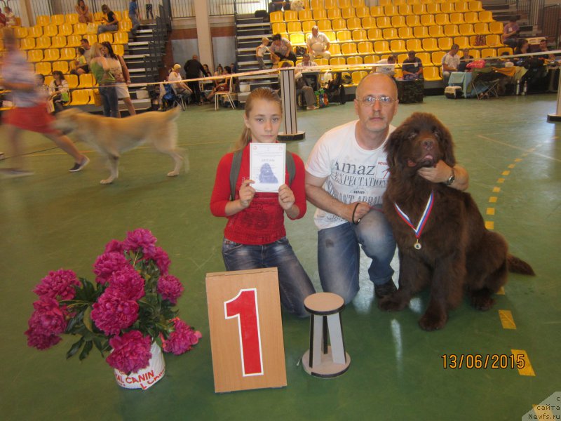 Фото: ньюфаундленд Vereskovyj Mjod s Berega Dona (Вересковый Мёд с Берега Дона)