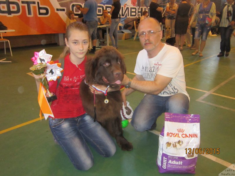 Фото: ньюфаундленд Vereskovyj Mjod s Berega Dona (Вересковый Мёд с Берега Дона)