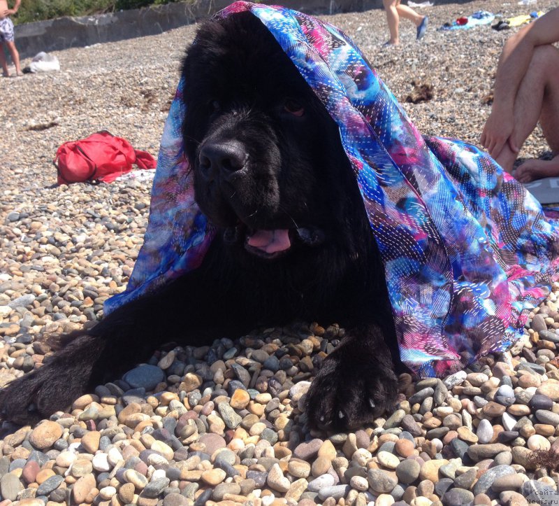 Фотография № 184275