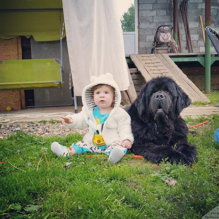 Фото: ньюфаундленд Ih Vyisochestvo Vladlena Madjiks (Их Высочество Владлена Маджикс), и Илья Алексеевич )