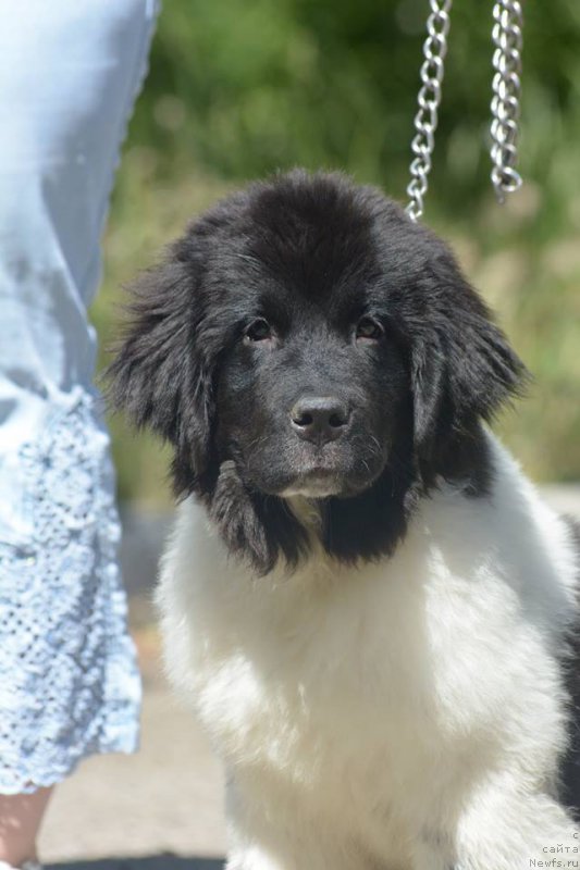 Фото: ньюфаундленд Gordaya Doch Velesa From Russian Bear (Гордая Дочь Велеса фром Рашн Беар)