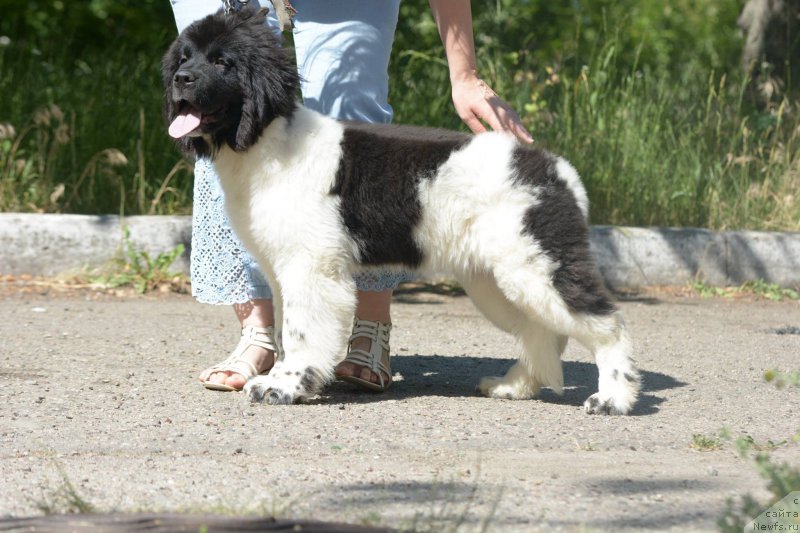 Фото: ньюфаундленд Gordaya Doch Velesa From Russian Bear (Гордая Дочь Велеса фром Рашн Беар)
