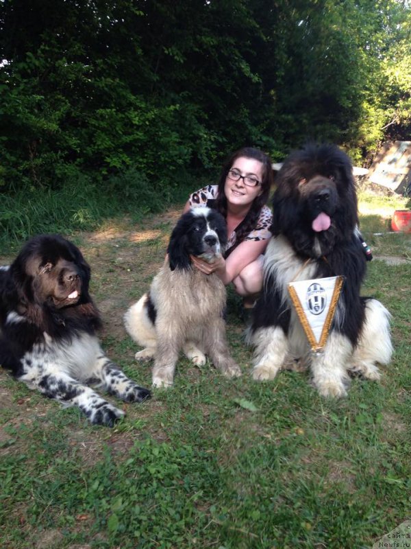 Фото: ньюфаундленд Genri Korol From Russia Bear (Генри Король фром Рашн Беар)