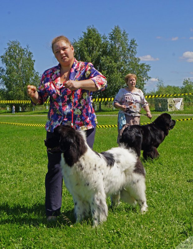 Фото: ньюфаундленд Hranitel'nica Ochaga iz Tihogo Omuta (Хранительница Очага из Тихого Омута)