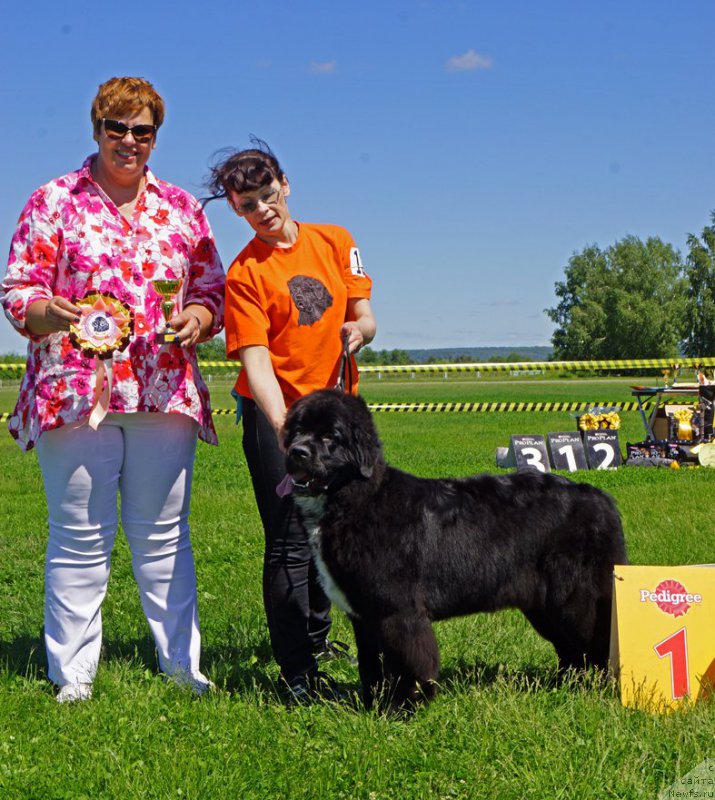 Фото: ньюфаундленд Huode Shen Afina (Хуодэ Шень Афина)