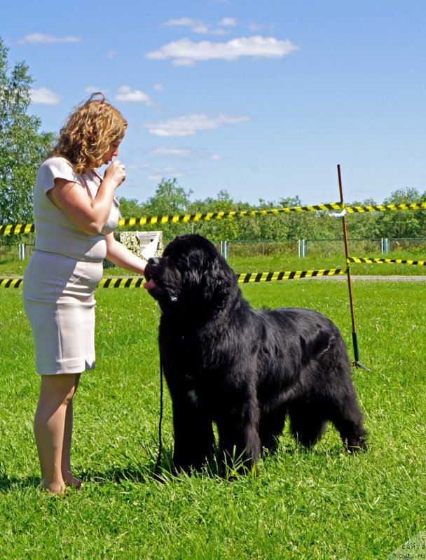 Фото: ньюфаундленд Ratibor iz Plemeni Kedra (Ратибор из Племени Кедра)