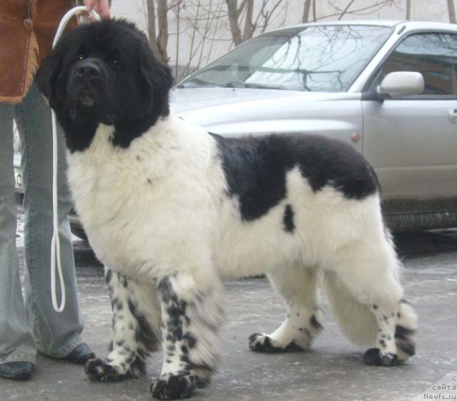 Фото: ньюфаундленд Super Bizon Argo (Супер Бизон Арго)