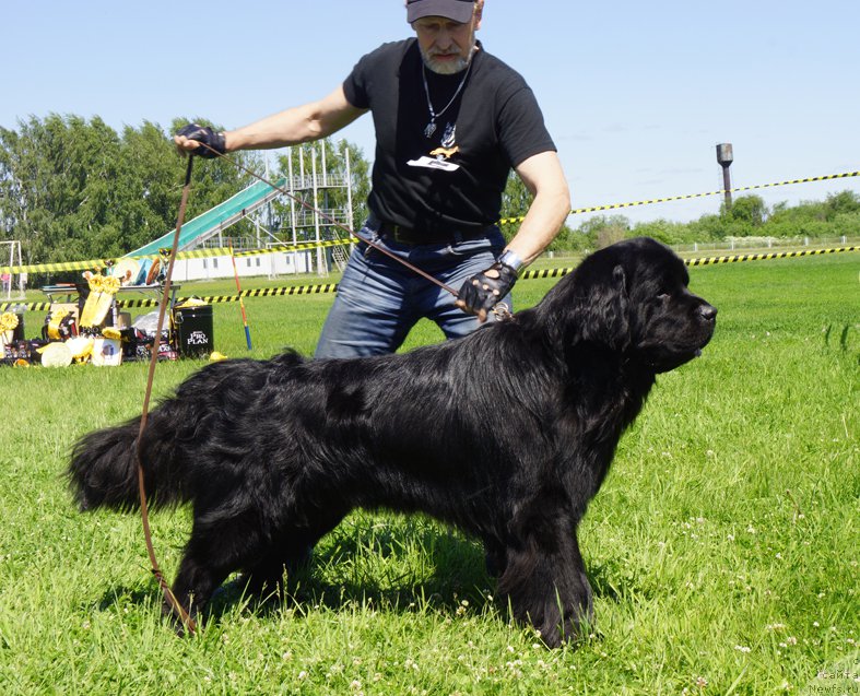Фото: ньюфаундленд Urson iz Plemeni Kedra (Урсон из Племени Кедра)