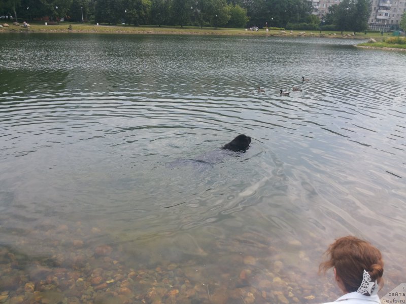 Фото: Aleksandr Ponomaryov (Александр Пономарёв), ньюфаундленд Sent Djons Konan (Сент Джонс Конан)