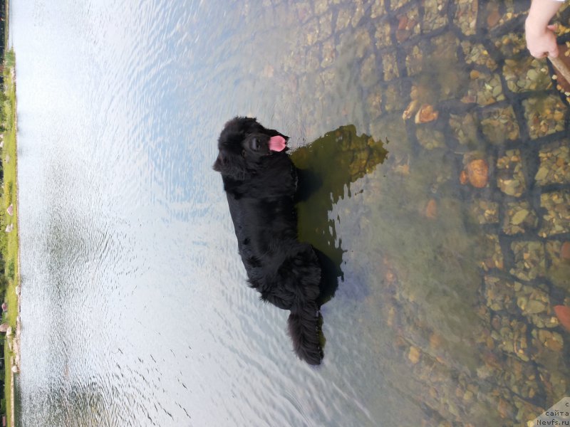 Фото: Aleksandr Ponomaryov (Александр Пономарёв), ньюфаундленд Sent Djons Konan (Сент Джонс Конан)