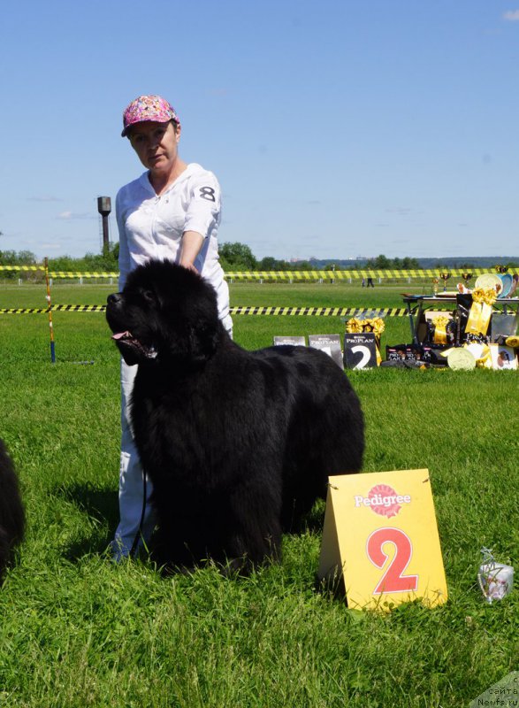 Фото: ньюфаундленд S'Nezhnaya Vjuga Alyaniko del Vulture (С'Нежная Вьюга Альянико Дель Вультуре)