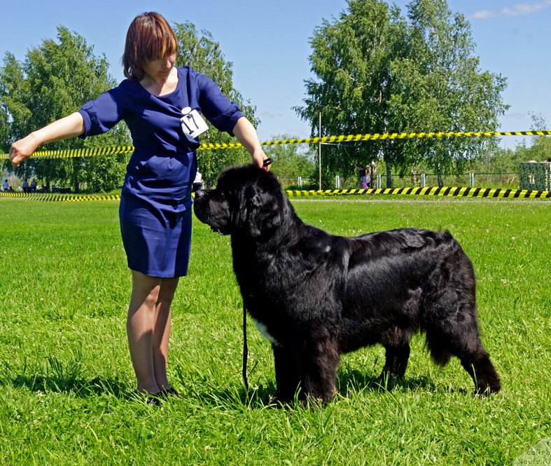 Фото: ньюфаундленд Rusalochka iz Plemeni Kedra (Русалочка из Племени Кедра)