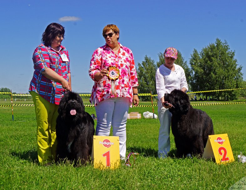 Фото: ньюфаундленд Radost Moya Dlya Sibirskogo Medvedya (Радость Моя для Сибирского Медведя), ньюфаундленд Overture iz Medvejyego Yara (Увертюра из Медвежьего Яра)
