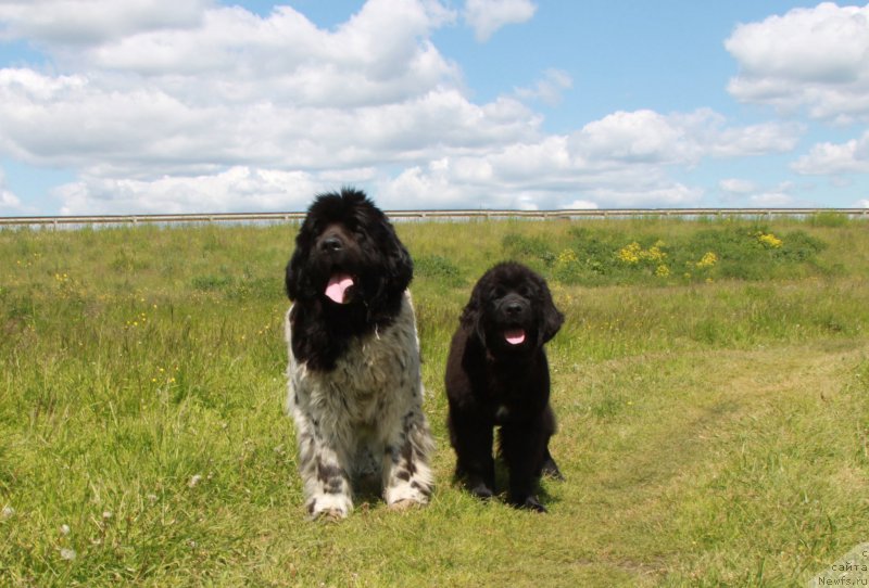 Фото: ньюфаундленд Plyushevaya Panda La Bella (Плюшевая Панда Ла Белла), ньюфаундленд Akvian Song Pink Panter (Аквиан Сонг Пинк Пантер)