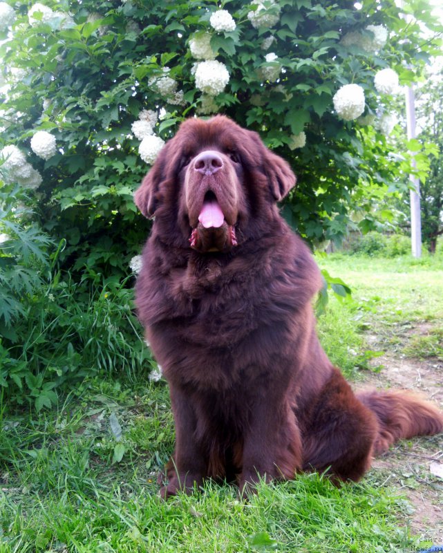 Фото: ньюфаундленд Simvol Roskoshi I Lubvi (Символ Роскоши и Любви)