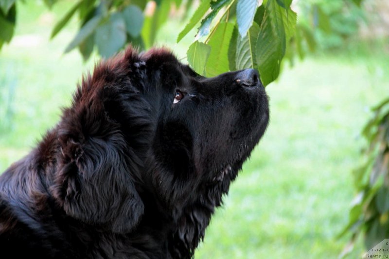 Фото: ньюфаундленд Allegro Con Brio Dinastiya Soverchenstva (Аллегро Кон Брио Династия Совершенства)