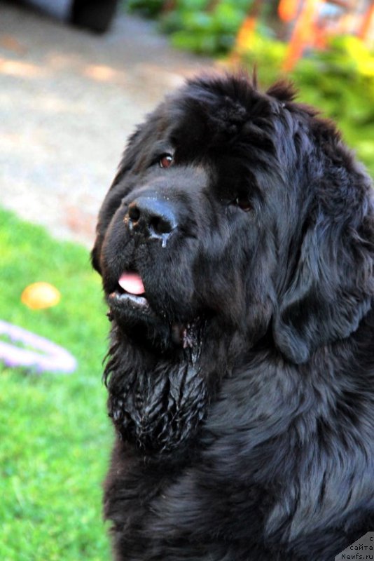 Фото: ньюфаундленд Allegro Con Brio Dinastiya Soverchenstva (Аллегро Кон Брио Династия Совершенства)