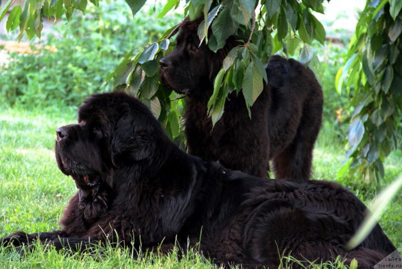 Фотография № 184333