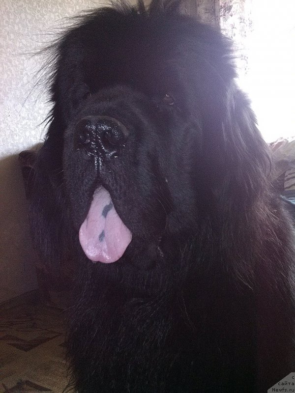 Фотография № 184337