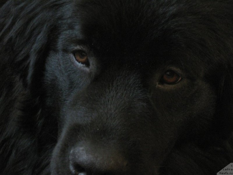 Фото: Svetlana Gridina (Светлана Гридина), ньюфаундленд Hana Mantana Kara Deniz
