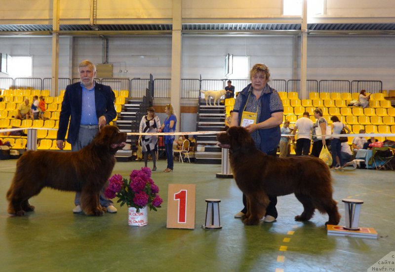 Фото: ньюфаундленд Aquatoriya Kelvin Reds Begin and Win (Акватория Келвин Редс Бегин энд Вин), Яков Иванович, ньюфаундленд N'yufort YUnika (Ньюфорт Юника), Irina Panyushkina (Ирина Панюшкина)