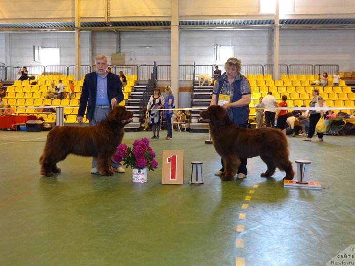 Фото: ньюфаундленд Aquatoriya Kelvin Reds Begin and Win (Акватория Келвин Редс Бегин энд Вин), ньюфаундленд N'yufort YUnika (Ньюфорт Юника)
