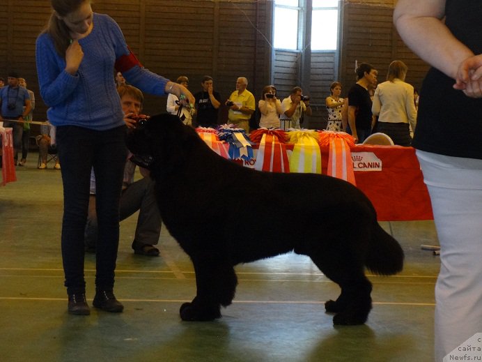 Фото: ньюфаундленд Dar Svezy Stands to Reason (Дар Свезы Стэндс Ту Реасон), и Вика Заборова
