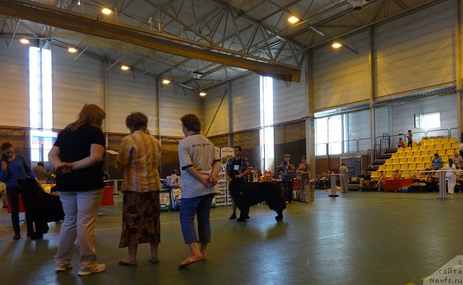 Фото: ньюфаундленд Dar Svezy Stands to Reason (Дар Свезы Стэндс Ту Реасон), Обуш Шед Вьетнам