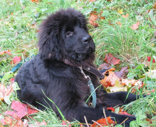 Фото: ньюфаундленд Imidj iz Medvej'ego YAra (Имидж из Медвежьего Яра)