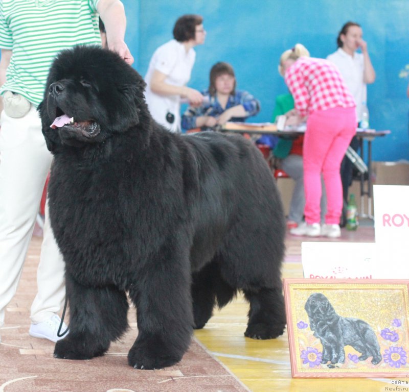 Фото: ньюфаундленд S'Nezhnaya Vjuga Alyaniko del Vulture (С'Нежная Вьюга Альянико Дель Вультуре)