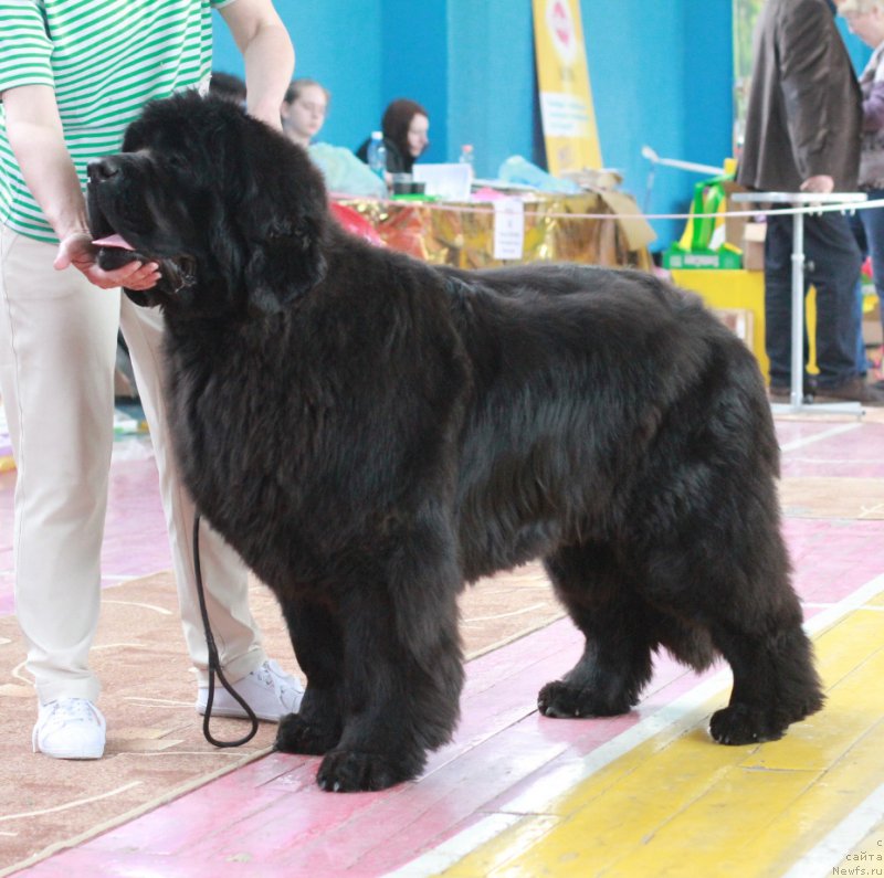 Фото: ньюфаундленд Overture iz Medvejyego Yara (Увертюра из Медвежьего Яра)