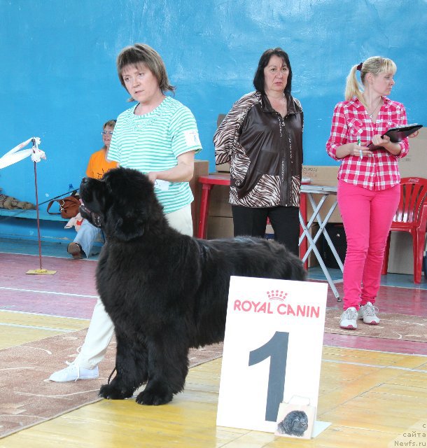 Фото: ньюфаундленд Overture iz Medvejyego Yara (Увертюра из Медвежьего Яра)