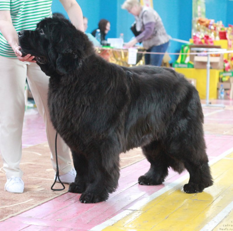 Фото: ньюфаундленд Overture iz Medvejyego Yara (Увертюра из Медвежьего Яра)