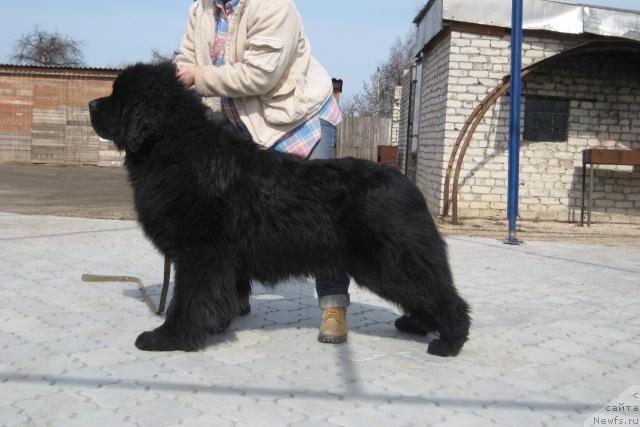 Фото: ньюфаундленд Potap Tayson (Потап Тайсон)