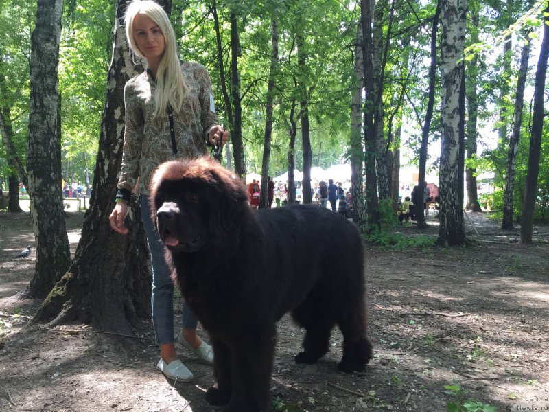 Фото: ньюфаундленд Ih Visochestvo Bishop Karl (Их Высочество Бишоп Карл)