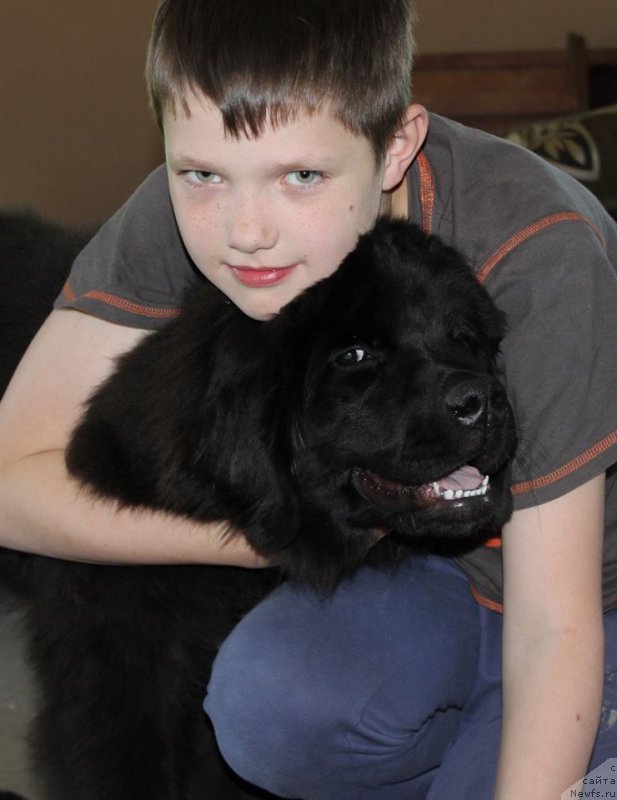 Фото: ньюфаундленд Florentina Bella Mia Super Mishka