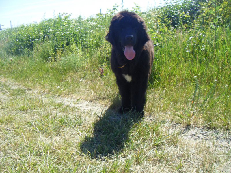 Фото: ньюфаундленд Funny Black Girl Super Mishka