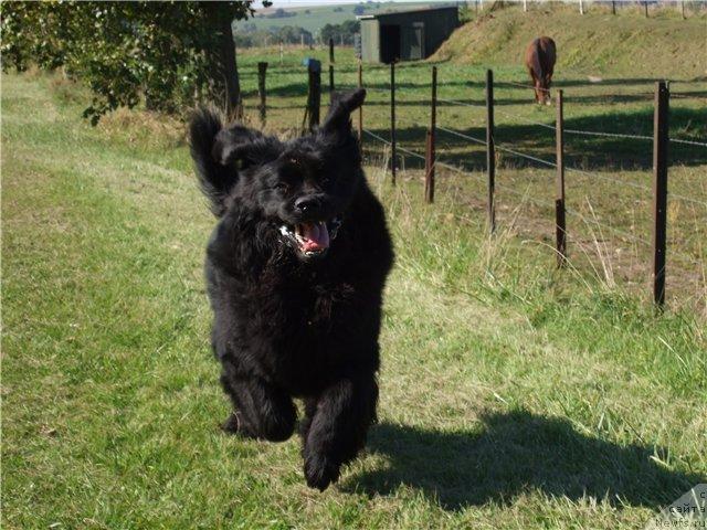 Фото: ньюфаундленд Braddy de la  Baie Bonavista