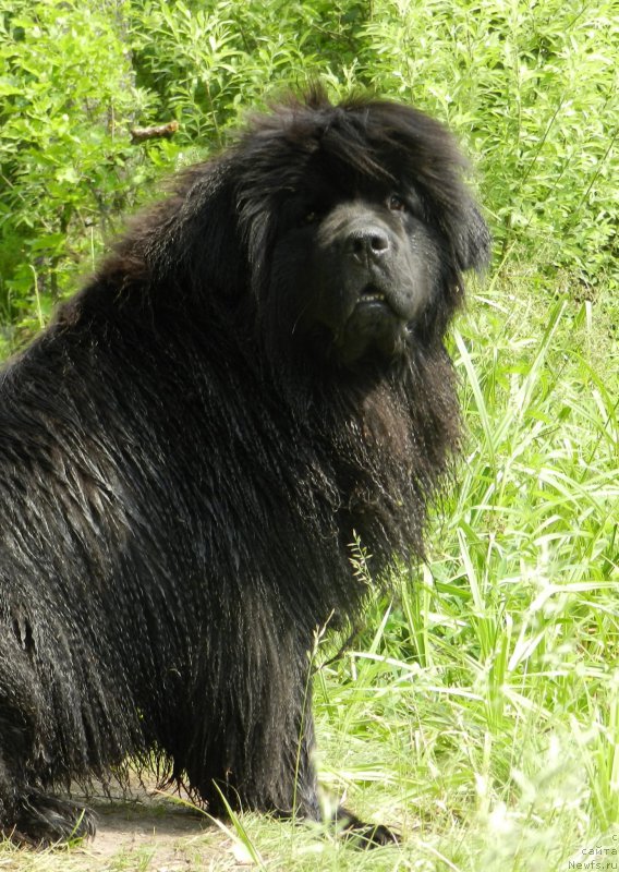 Фото: ньюфаундленд Zabava Putyatishna (Забава Путятишна)