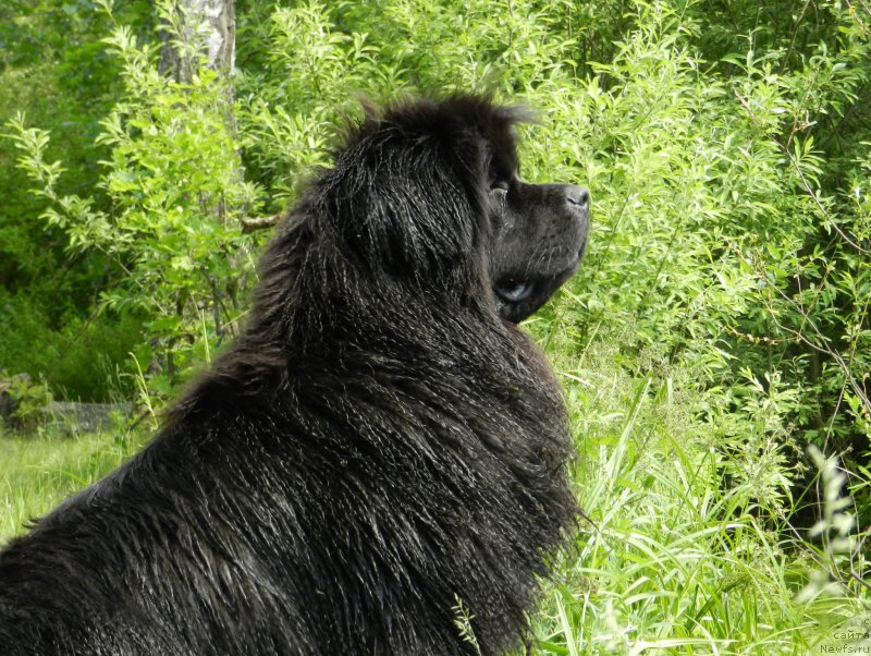 Фото: ньюфаундленд Zabava Putyatishna (Забава Путятишна)