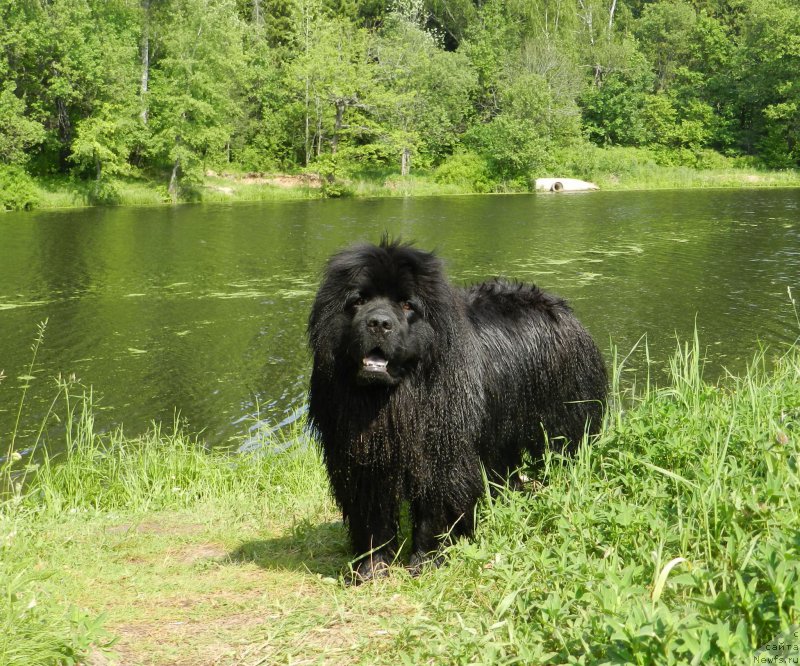 Фото: ньюфаундленд Zabava Putyatishna (Забава Путятишна)