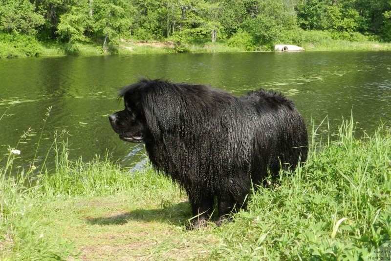 Фото: ньюфаундленд Zabava Putyatishna (Забава Путятишна)