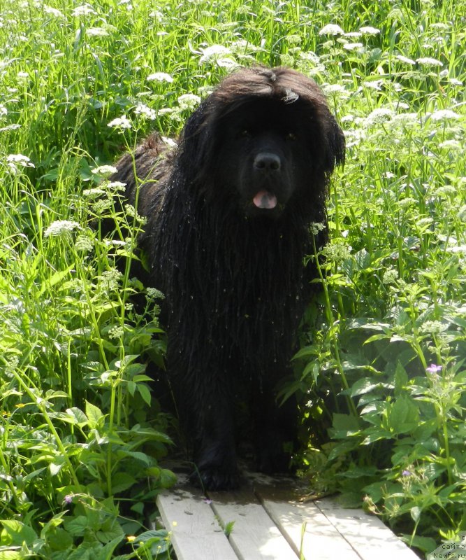 Фото: ньюфаундленд Zabava Putyatishna (Забава Путятишна)