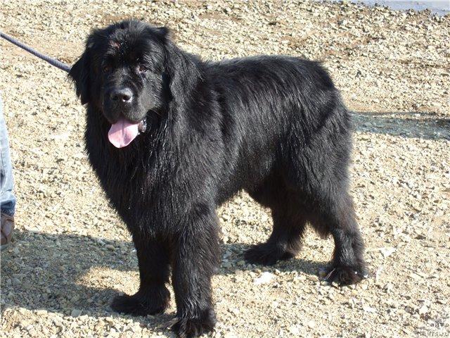 Фото: ньюфаундленд Braddy de la  Baie Bonavista