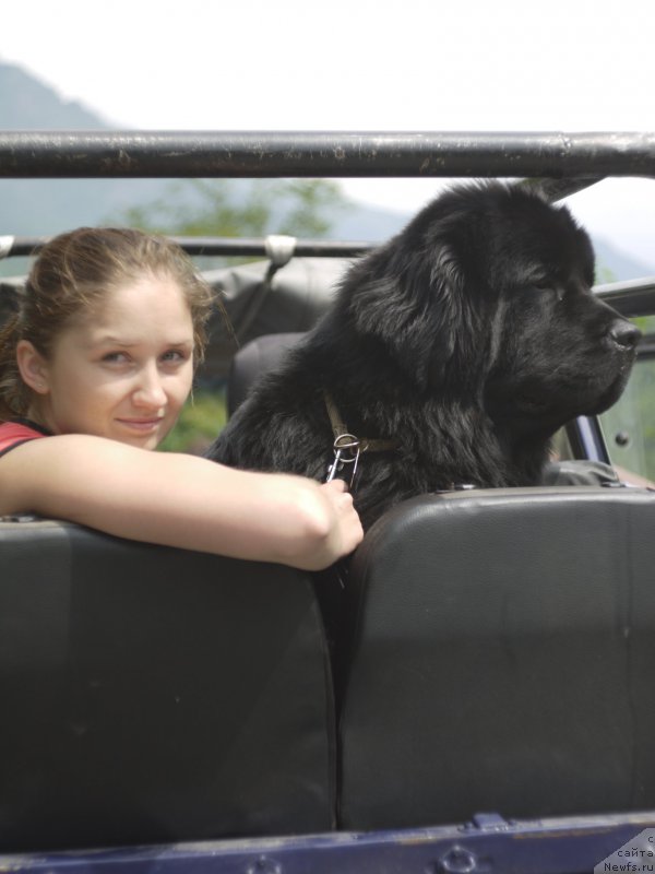 Фото: ньюфаундленд Chernyj Chank s Berega Dona (Черный Чанк с Берега Дона)