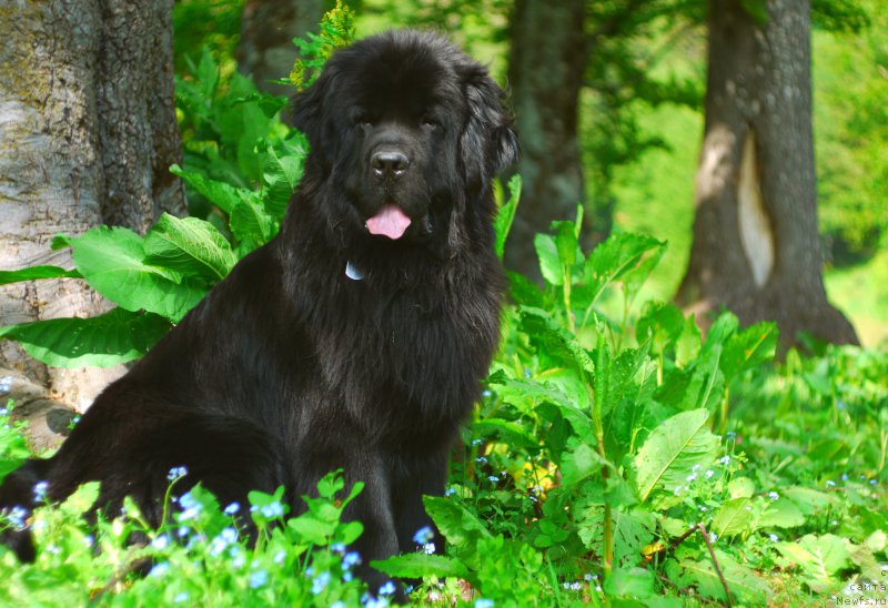 Фото: ньюфаундленд Chernyj Chank s Berega Dona (Черный Чанк с Берега Дона)
