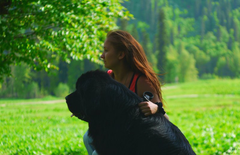 Фото: ньюфаундленд Chernyj Chank s Berega Dona (Черный Чанк с Берега Дона)