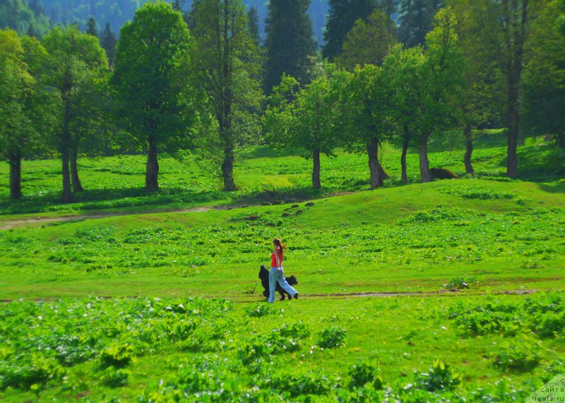 Фото: ньюфаундленд Chernyj Chank s Berega Dona (Черный Чанк с Берега Дона)